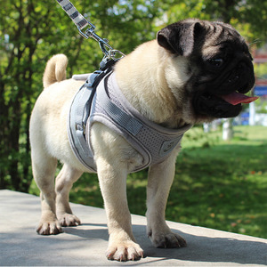 세이프 빛반사 강아지 하네스+리드줄(XL) 산책가슴줄